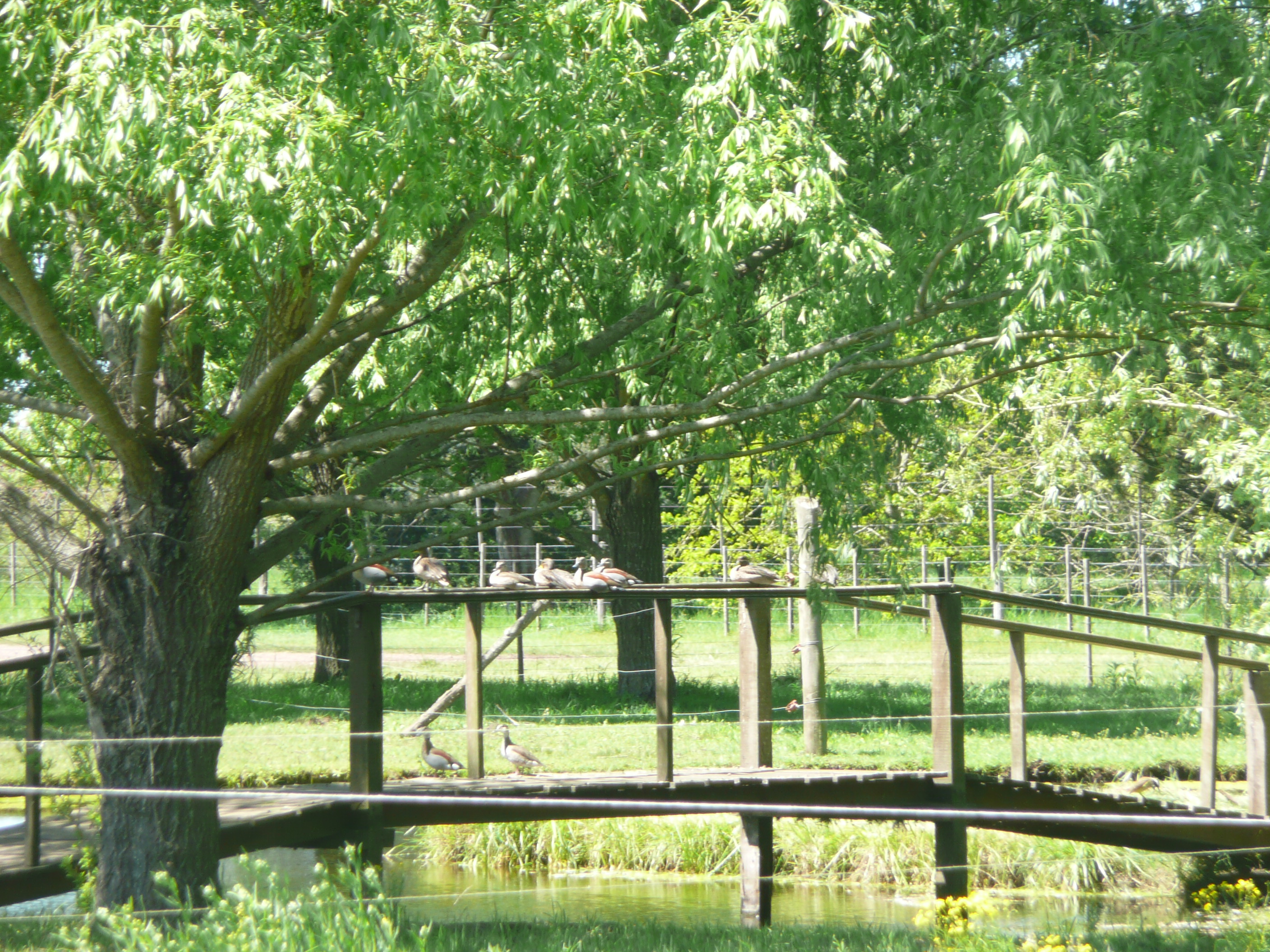 RUTA 7 KM 145.5 · Carmen De Areco — foto 8