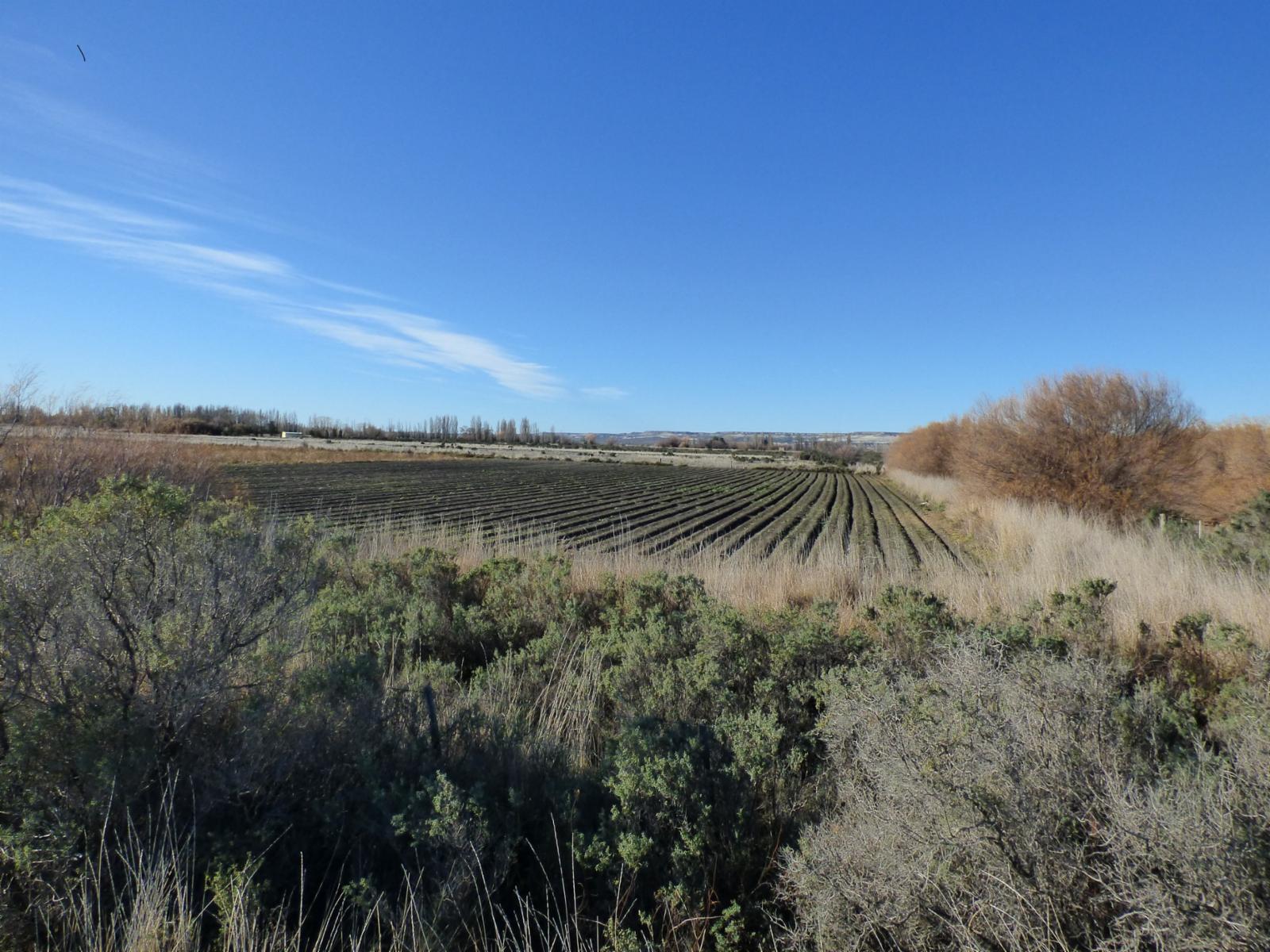 Ruta 7, entre Trelew y Gaiman · Rawson — foto 4