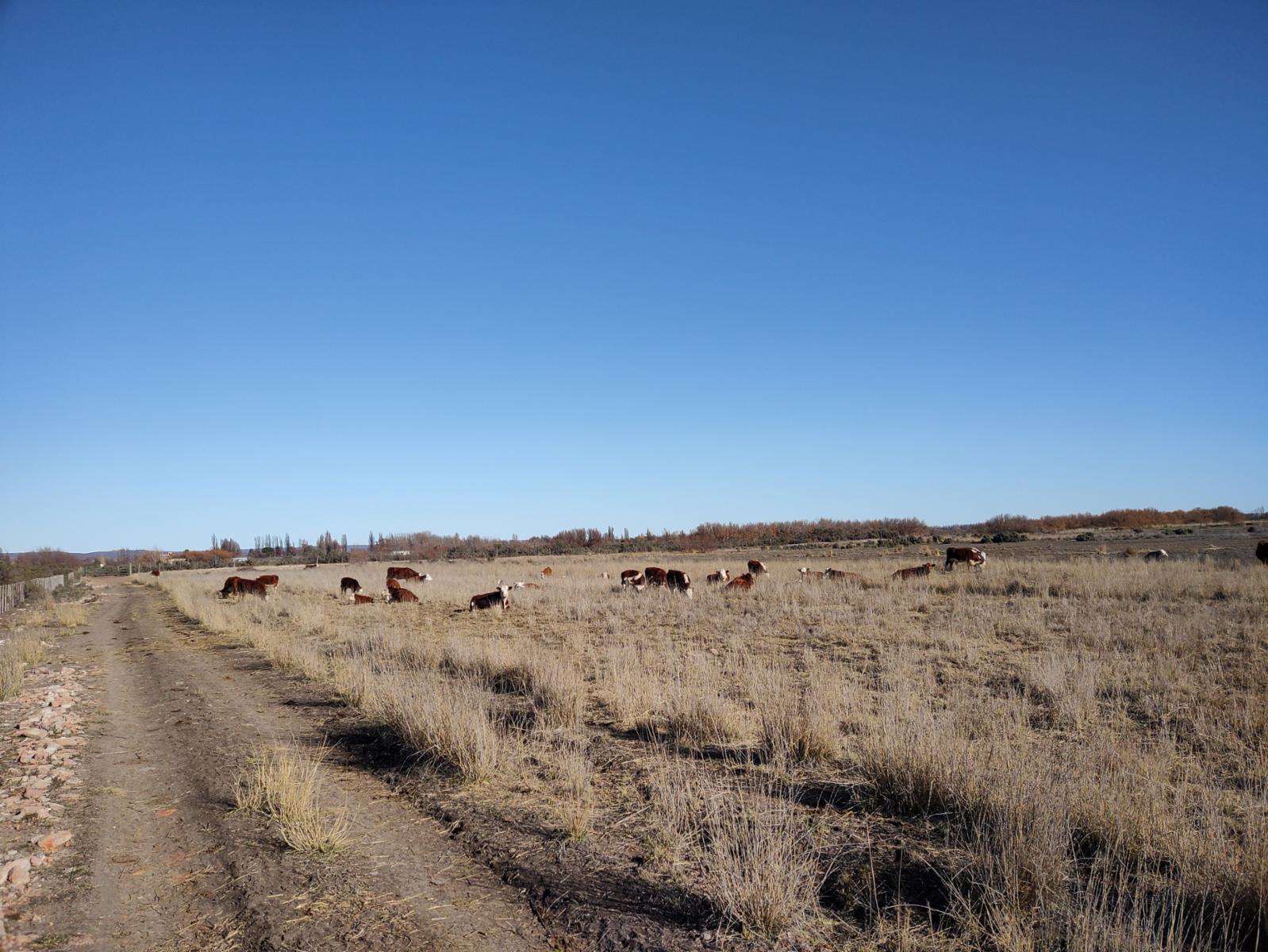 Ruta 7, entre Trelew y Gaiman · Rawson — foto 5