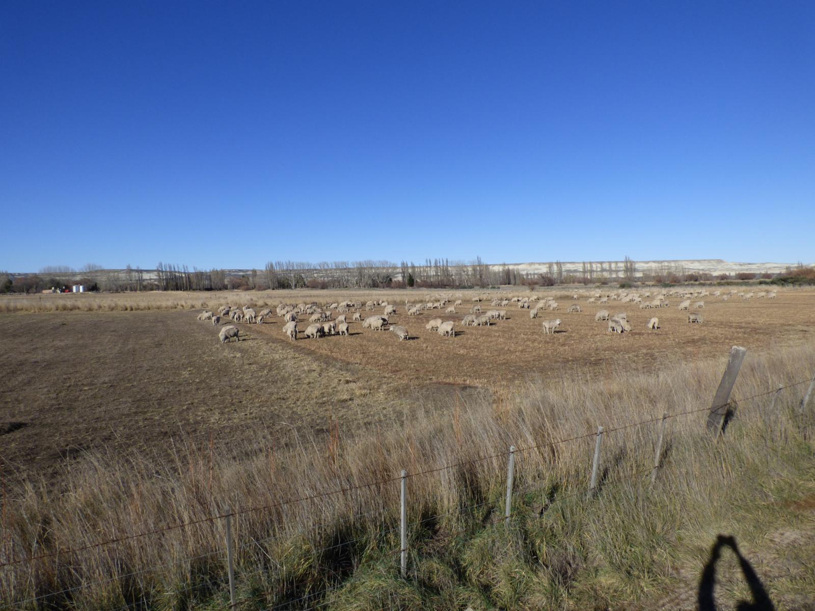 Ruta 7, entre Trelew y Gaiman · Rawson — foto 9