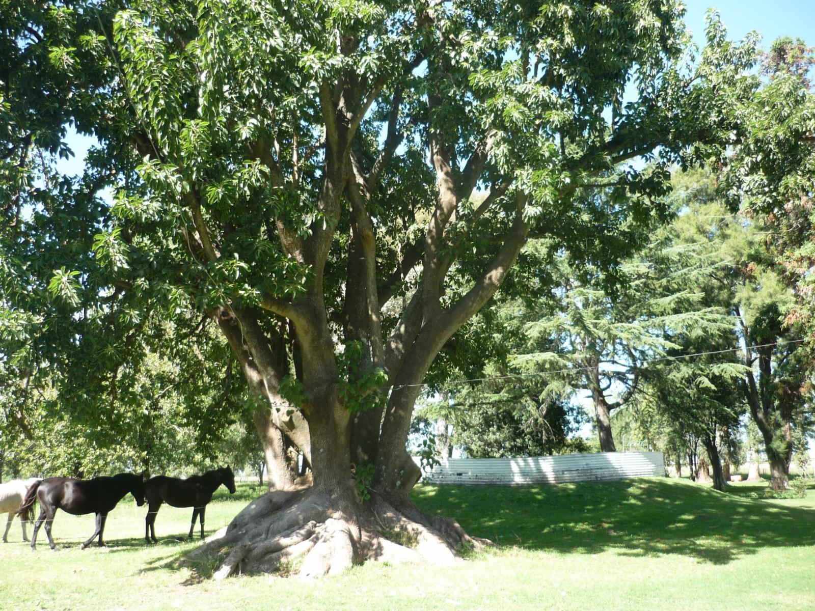 Camino rural · General Las Heras — foto 5