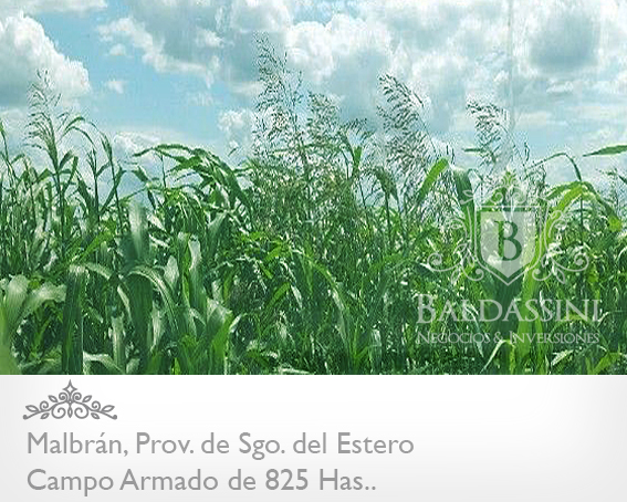 CAMPO DE 825 HAS. ARMADO EN MALBRÁN, SANTIAGO DEL ESTERO - CAMPO AGRÍCOLA / GANADERO, CON CASA PRINCIPAL Y CASA DE CASERO. HAY 1000 HAS MAS DISPONIBLES