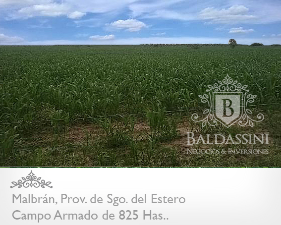 CAMPO ARMADO DE 825 HAS - AGRÍCOLA/GANADERO · Aguirre — foto 3