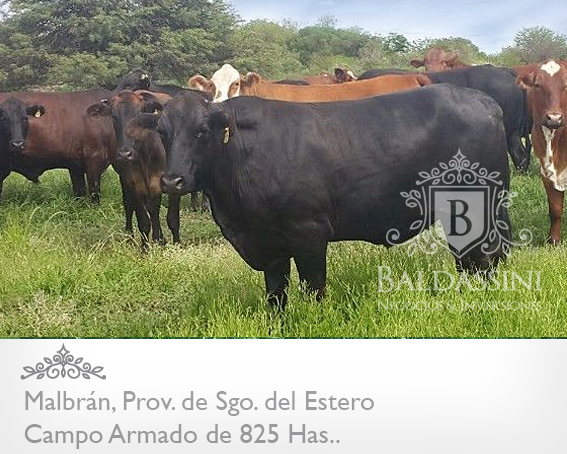 CAMPO ARMADO DE 825 HAS - AGRÍCOLA/GANADERO · Aguirre — foto 4