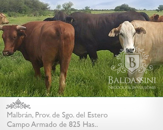 CAMPO ARMADO DE 825 HAS - AGRÍCOLA/GANADERO · Aguirre — foto 5
