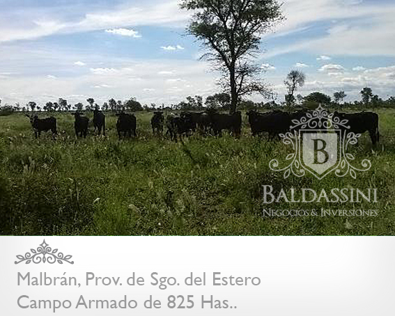 CAMPO ARMADO DE 825 HAS - AGRÍCOLA/GANADERO · Aguirre — foto 6