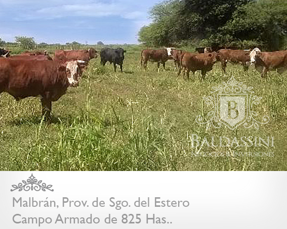 CAMPO ARMADO DE 825 HAS - AGRÍCOLA/GANADERO · Aguirre — foto 7