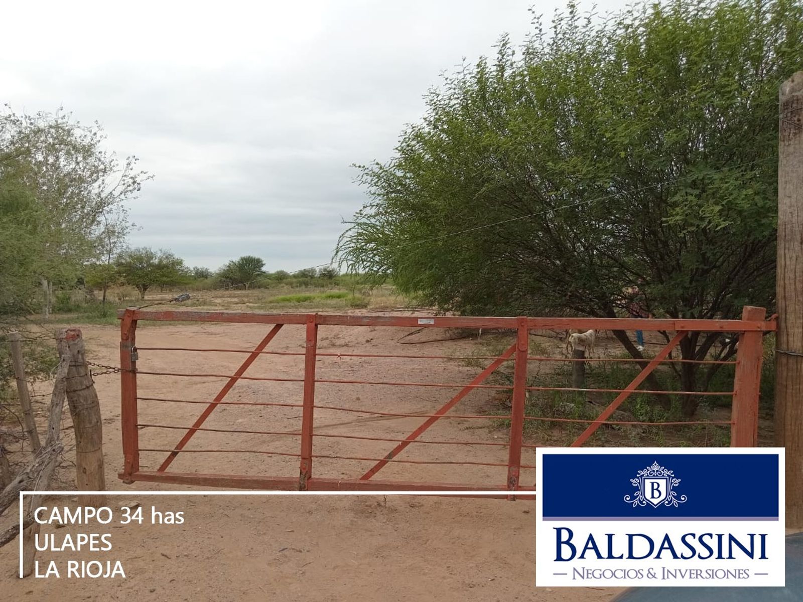 Campo de 34 has en Ulapes - La Rioja