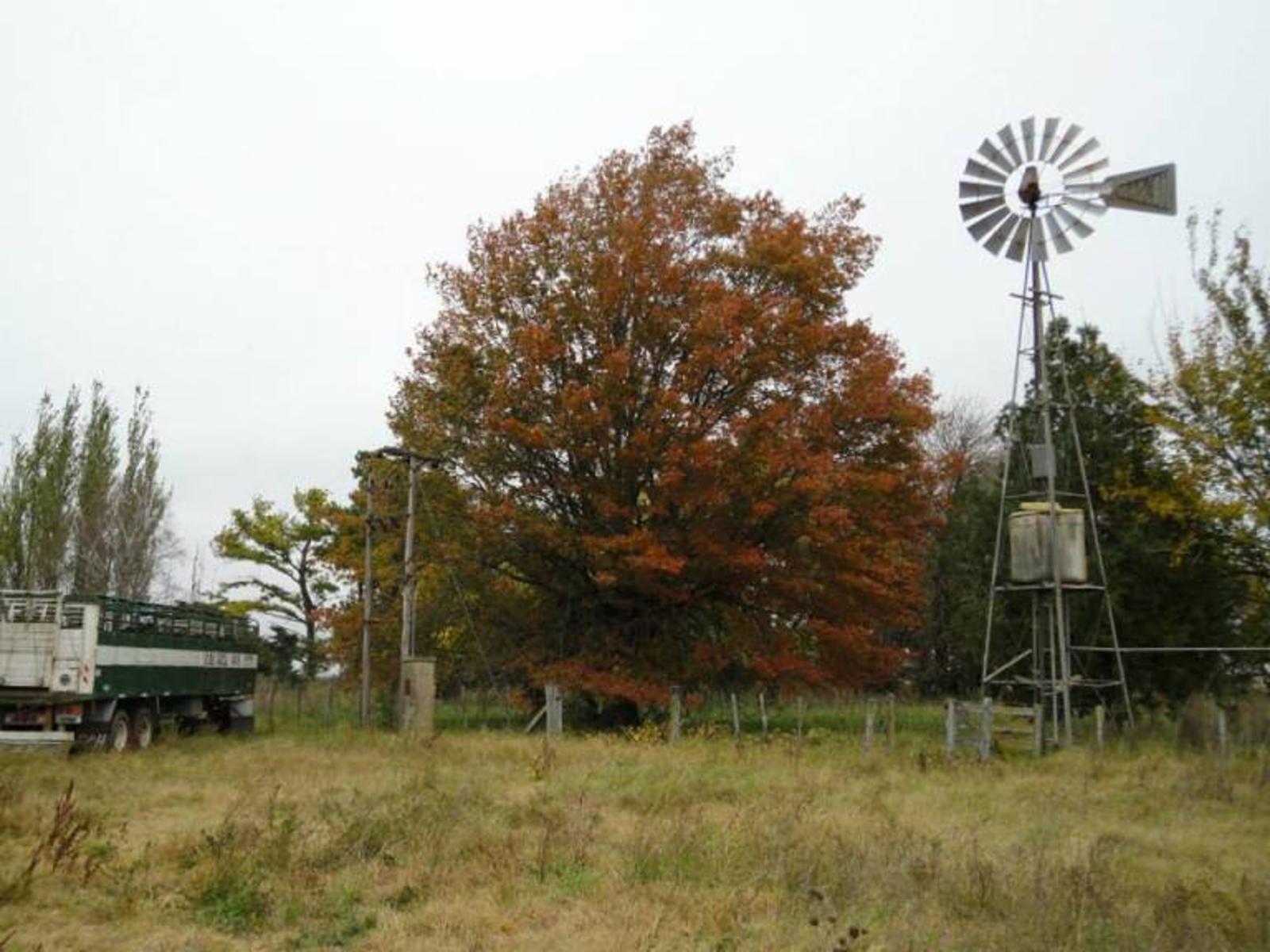Se vende campo de 104 hectáreas ubicado en Carmen de Areco, Provincia de Buenos Aires