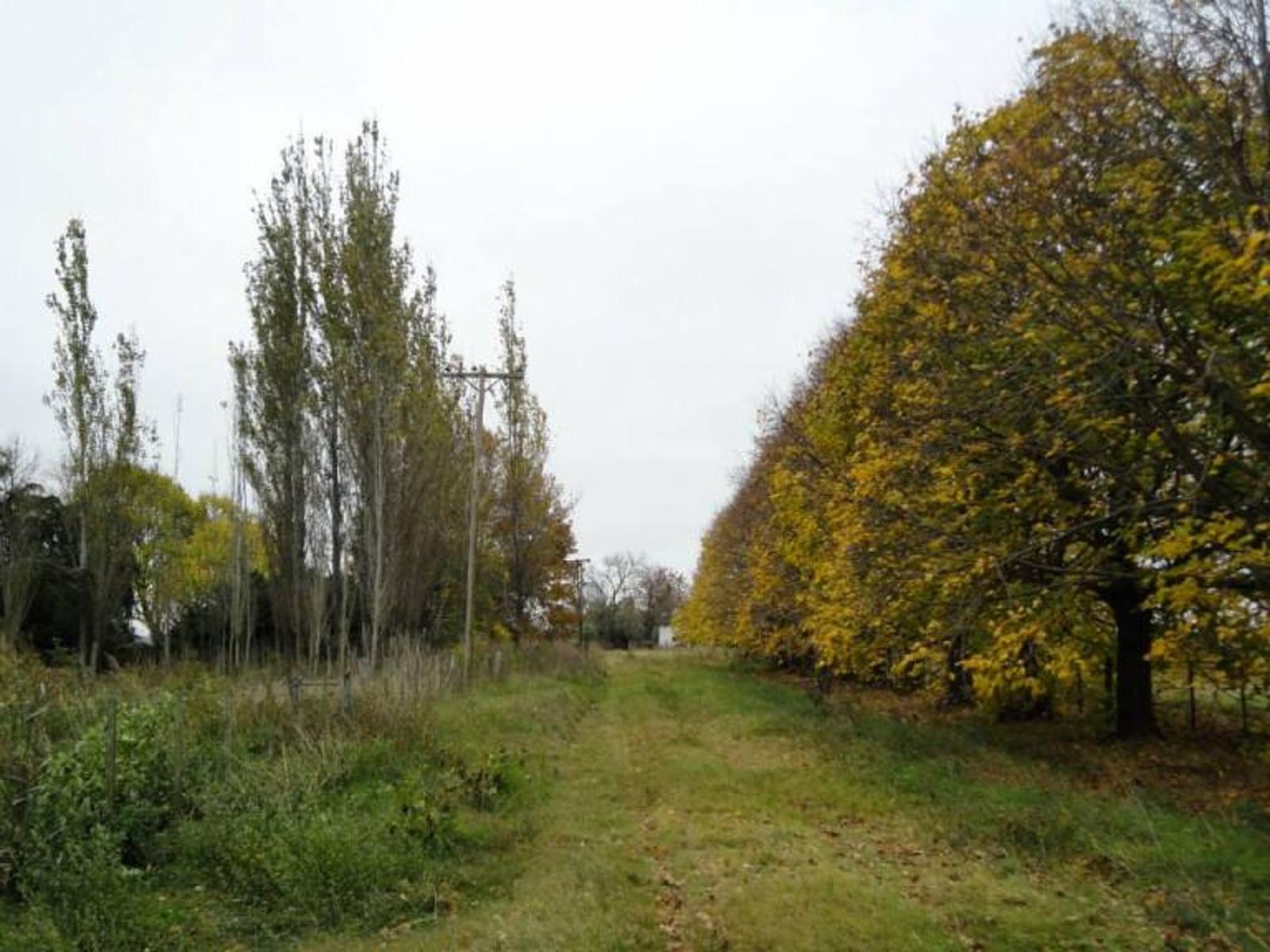 Ruta 51 · Carmen De Areco — foto 3