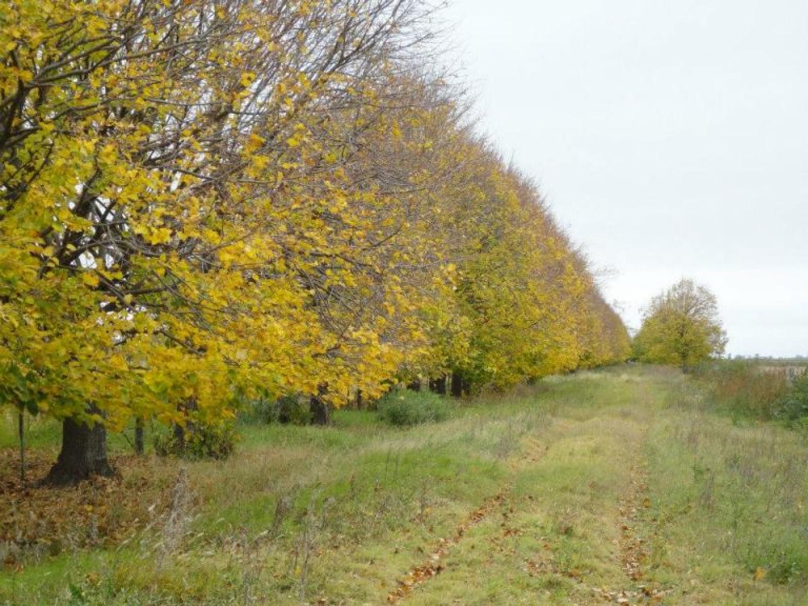 Ruta 51 · Carmen De Areco — foto 6