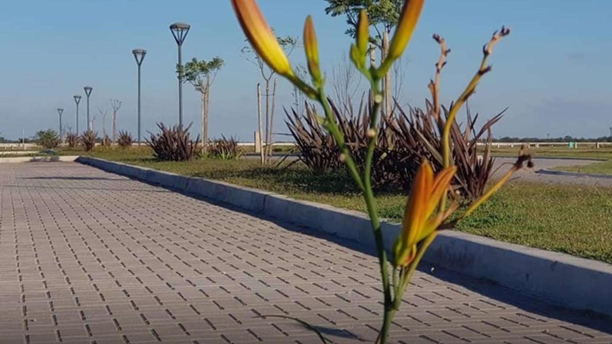 Ruta 58 km16 · San Vicente — foto 6