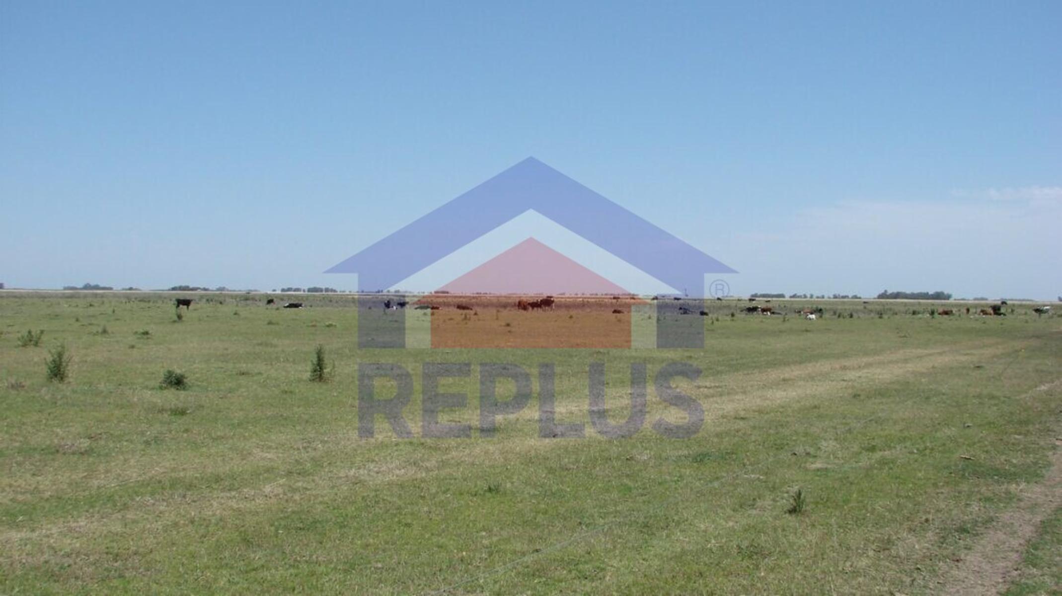 Ruta 5 · Pehuajo — foto 3