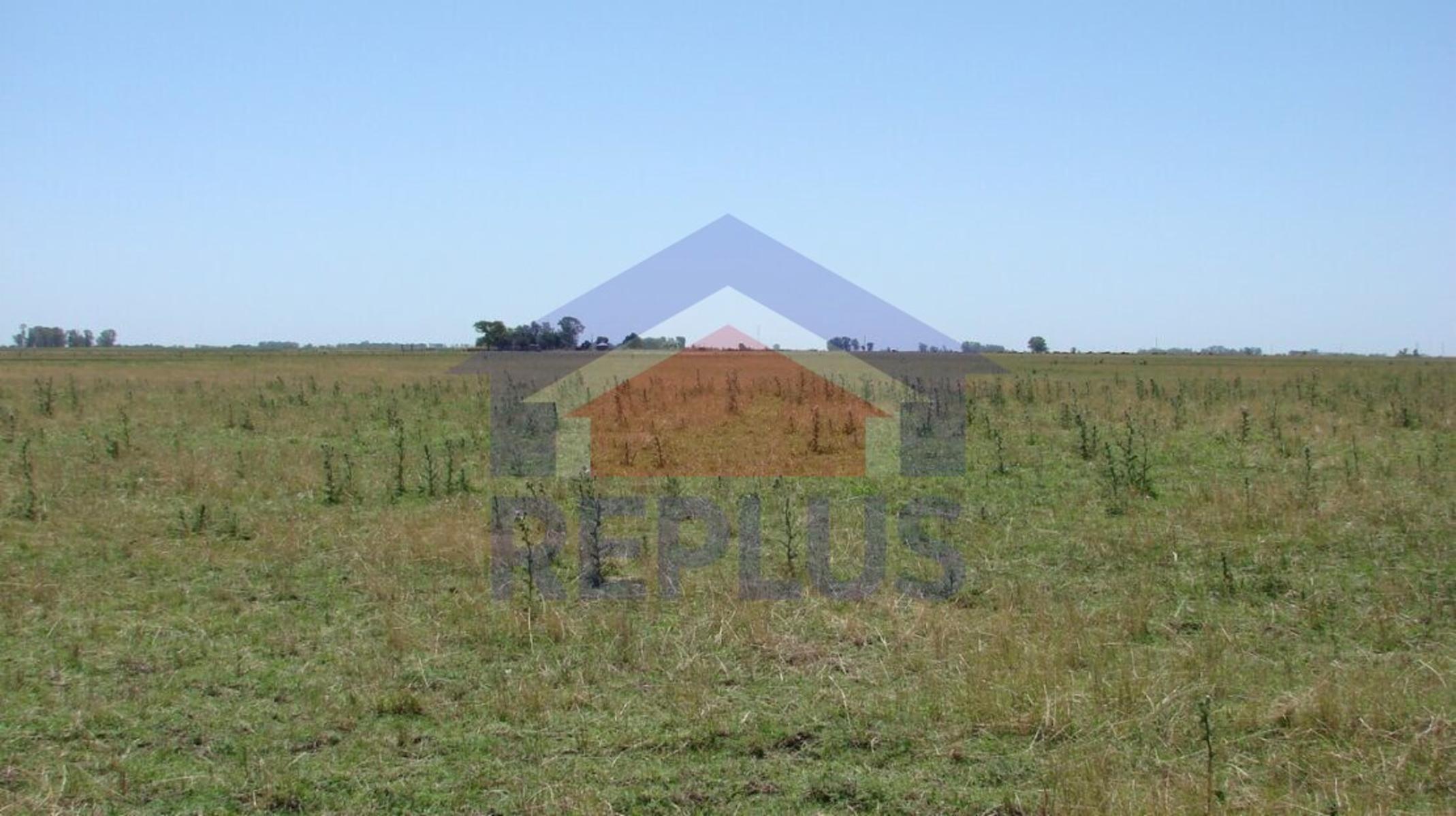 Ruta 5 · Pehuajo — foto 4