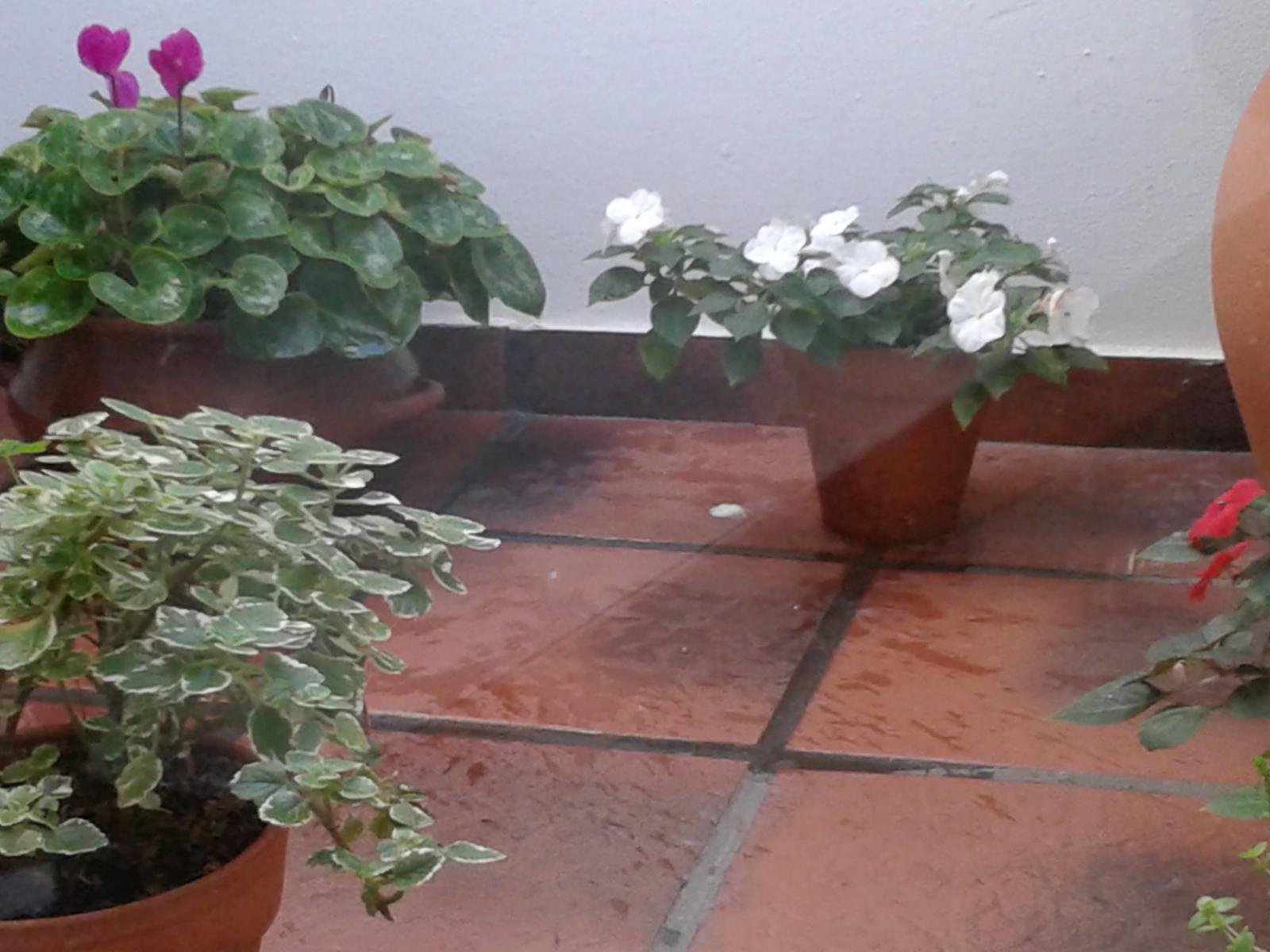 AV CHAVES  Nº 498 · Balcarce — foto 46