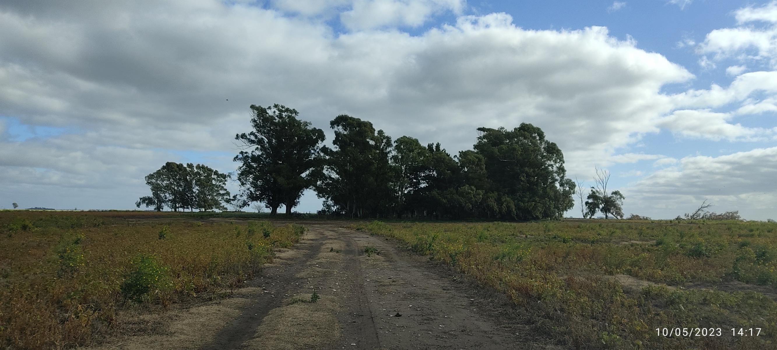 VENDO 178 HAS CAMPO MIXTO (CUARTEL XI) JUAN N FERNANDEZ (PDO DE NECOCHEA) · Necochea — foto 12