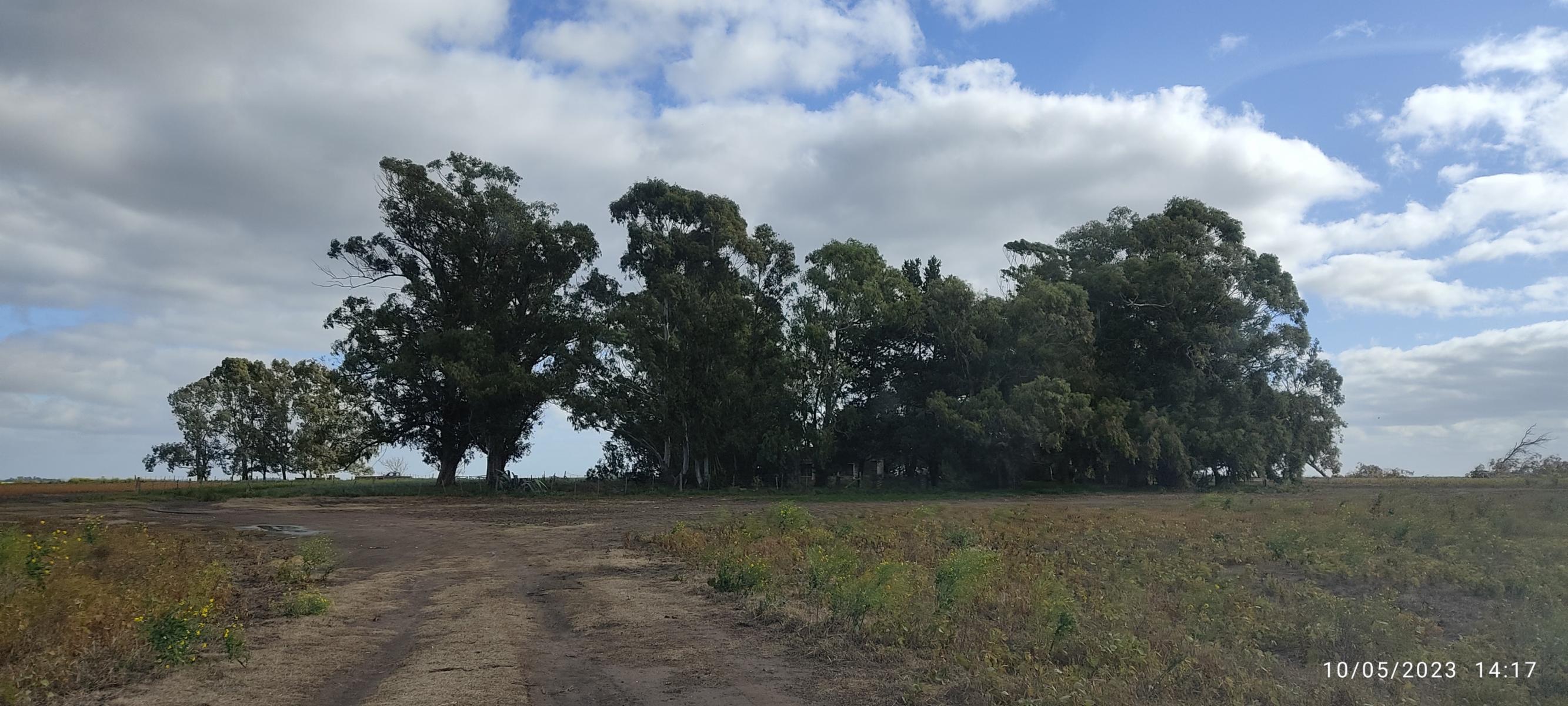 VENDO 178 HAS CAMPO MIXTO (CUARTEL XI) JUAN N FERNANDEZ (PDO DE NECOCHEA) · Necochea — foto 13