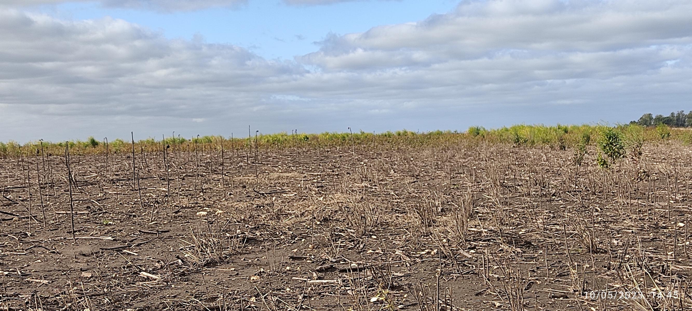 VENDO 178 HAS CAMPO MIXTO (CUARTEL XI) JUAN N FERNANDEZ (PDO DE NECOCHEA) · Necochea — foto 14