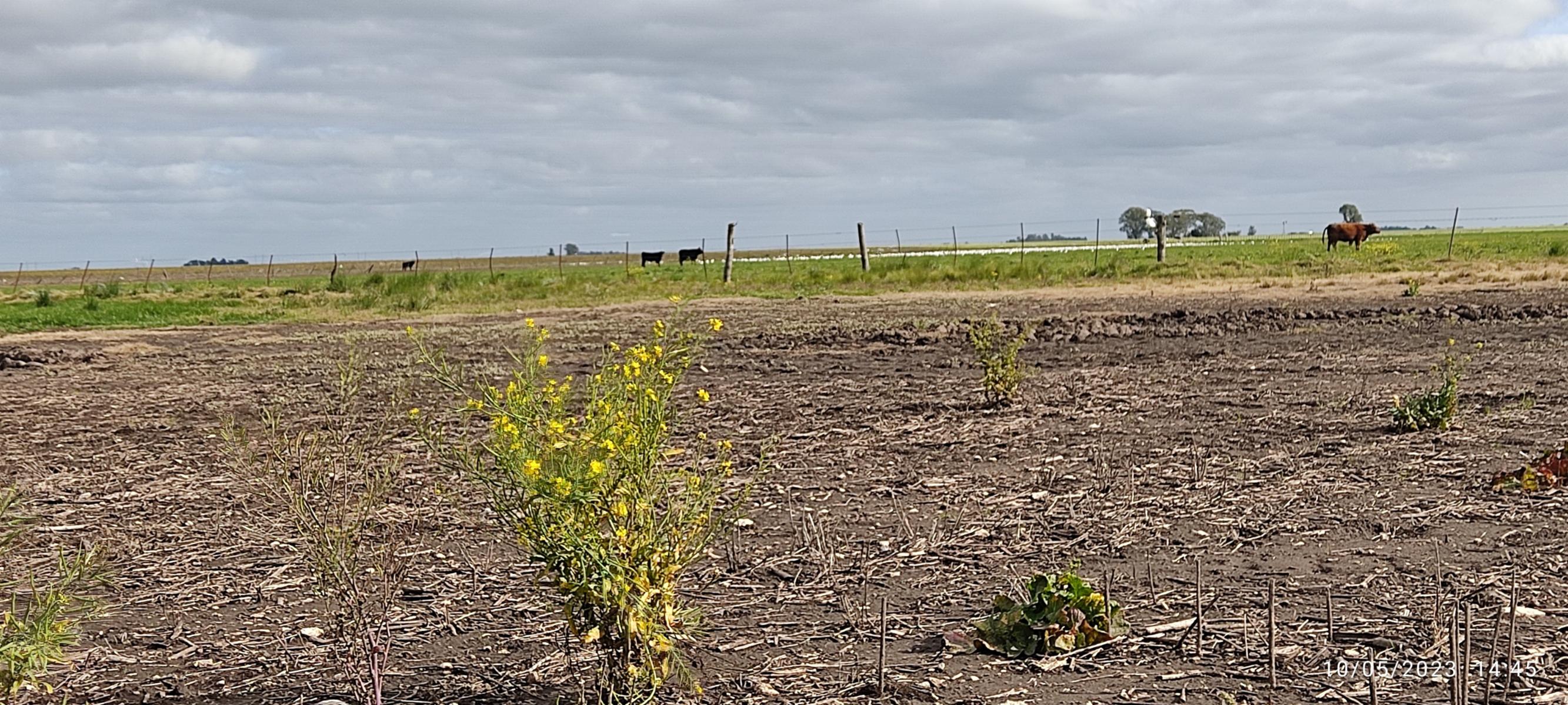 VENDO 178 HAS CAMPO MIXTO (CUARTEL XI) JUAN N FERNANDEZ (PDO DE NECOCHEA) · Necochea — foto 17