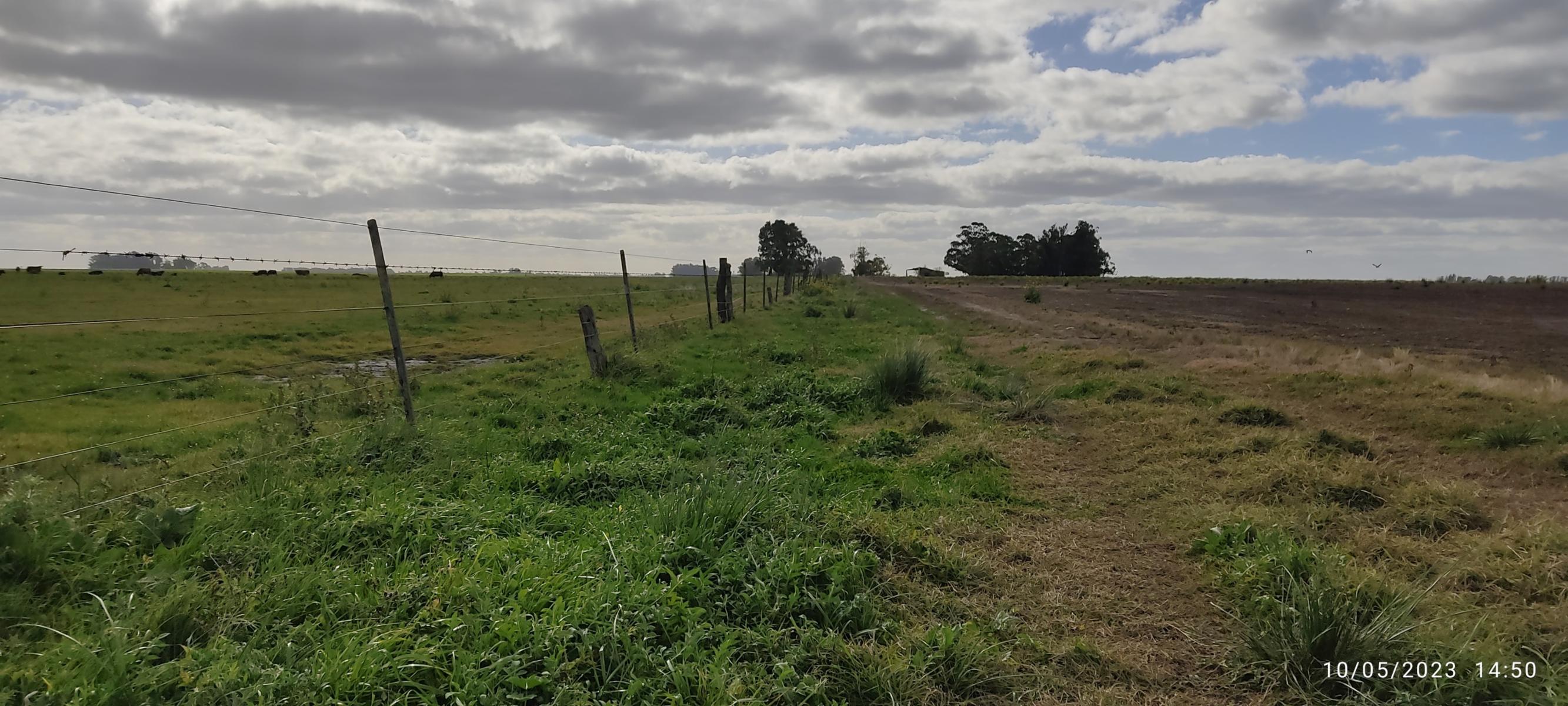 VENDO 178 HAS CAMPO MIXTO (CUARTEL XI) JUAN N FERNANDEZ (PDO DE NECOCHEA) · Necochea — foto 19