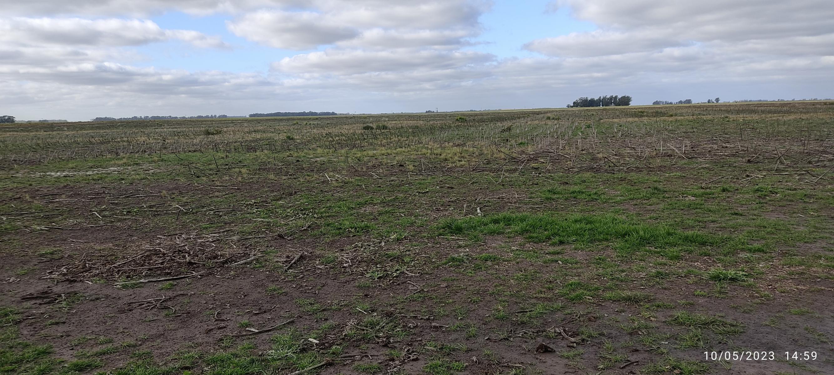 VENDO 178 HAS CAMPO MIXTO (CUARTEL XI) JUAN N FERNANDEZ (PDO DE NECOCHEA) · Necochea — foto 25
