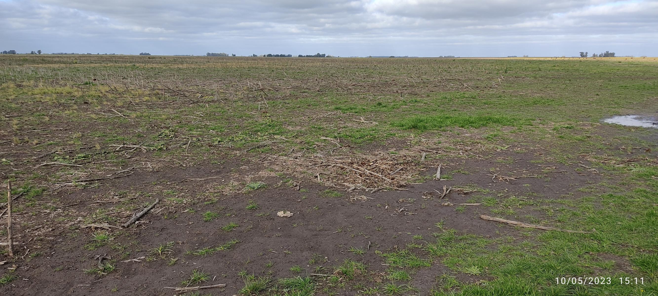 VENDO 178 HAS CAMPO MIXTO (CUARTEL XI) JUAN N FERNANDEZ (PDO DE NECOCHEA) · Necochea — foto 39