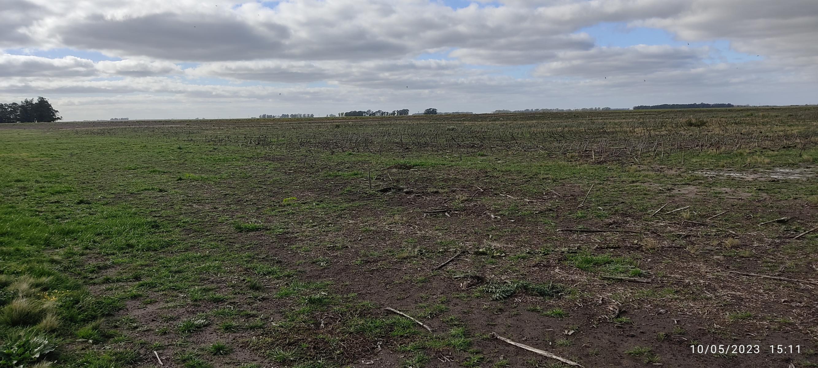 VENDO 178 HAS CAMPO MIXTO (CUARTEL XI) JUAN N FERNANDEZ (PDO DE NECOCHEA) · Necochea — foto 42