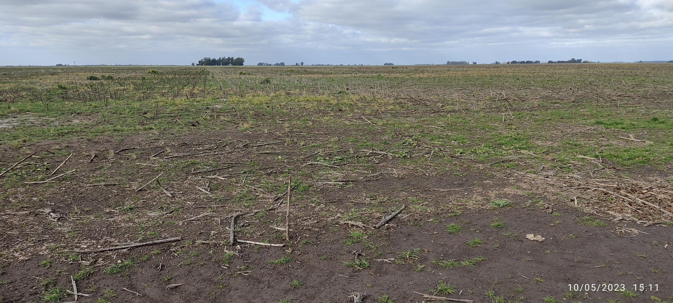 VENDO 178 HAS CAMPO MIXTO (CUARTEL XI) JUAN N FERNANDEZ (PDO DE NECOCHEA) · Necochea — foto 43