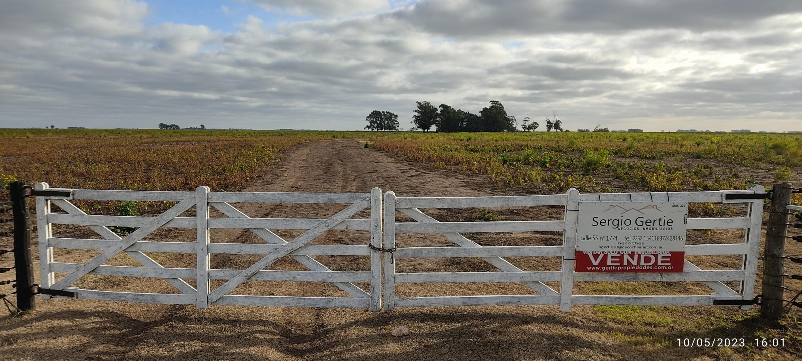 VENDO 178 HAS CAMPO MIXTO (CUARTEL XI) JUAN N FERNANDEZ (PDO DE NECOCHEA) · Necochea — foto 59