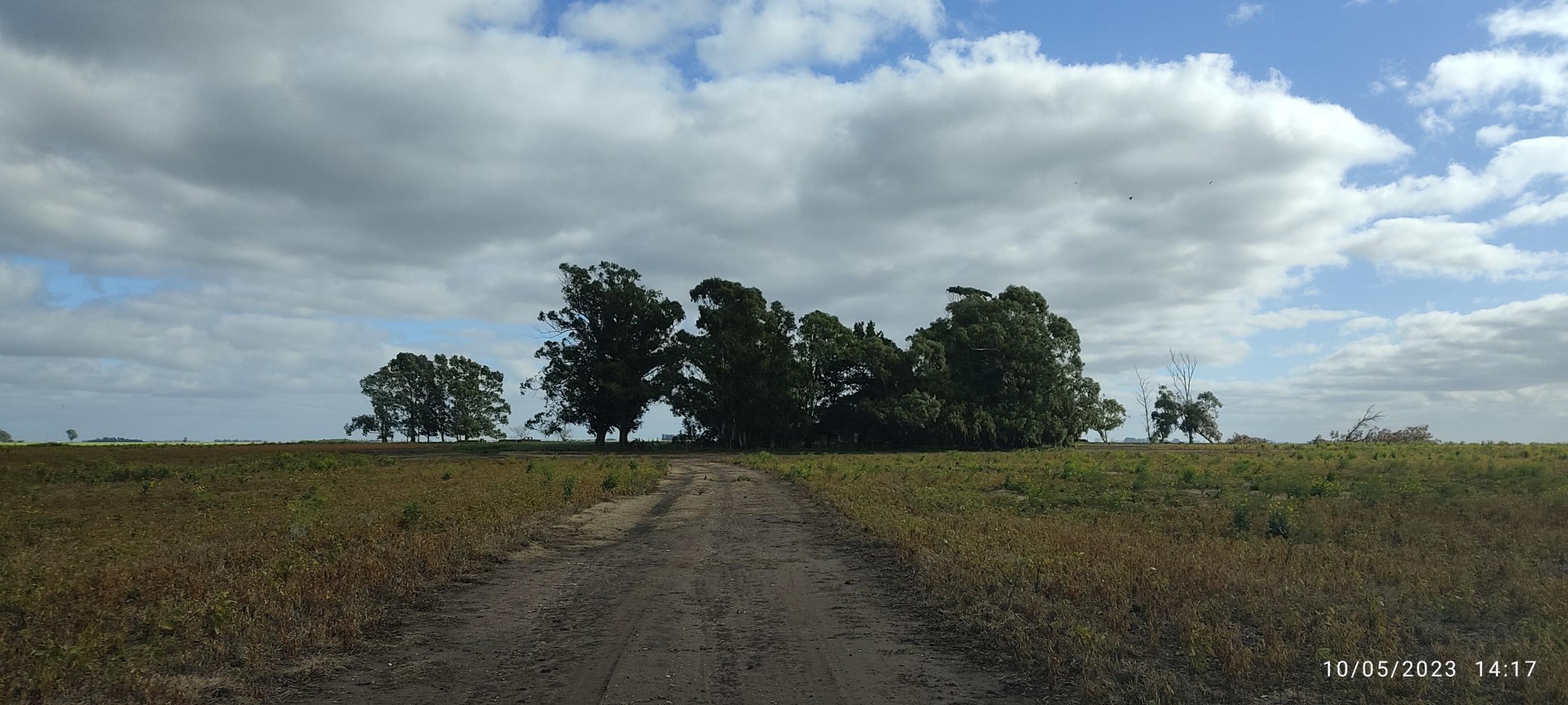 VENDO 178 HAS CAMPO MIXTO (CUARTEL XI) JUAN N FERNANDEZ (PDO DE NECOCHEA) · Necochea — foto 8