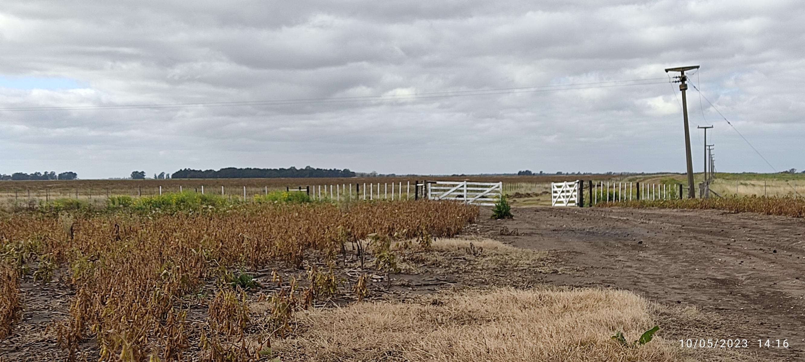 VENDO 178 HAS CAMPO MIXTO (CUARTEL XI) JUAN N FERNANDEZ (PDO DE NECOCHEA) · Necochea — foto 9