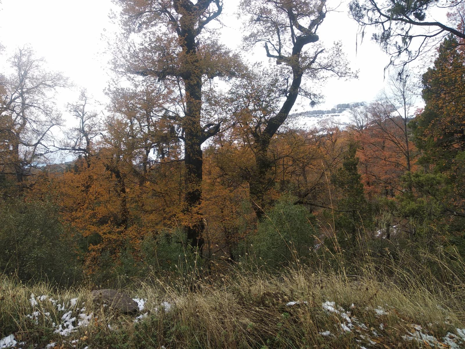 Riscos lote 3 · Lacar — foto 4