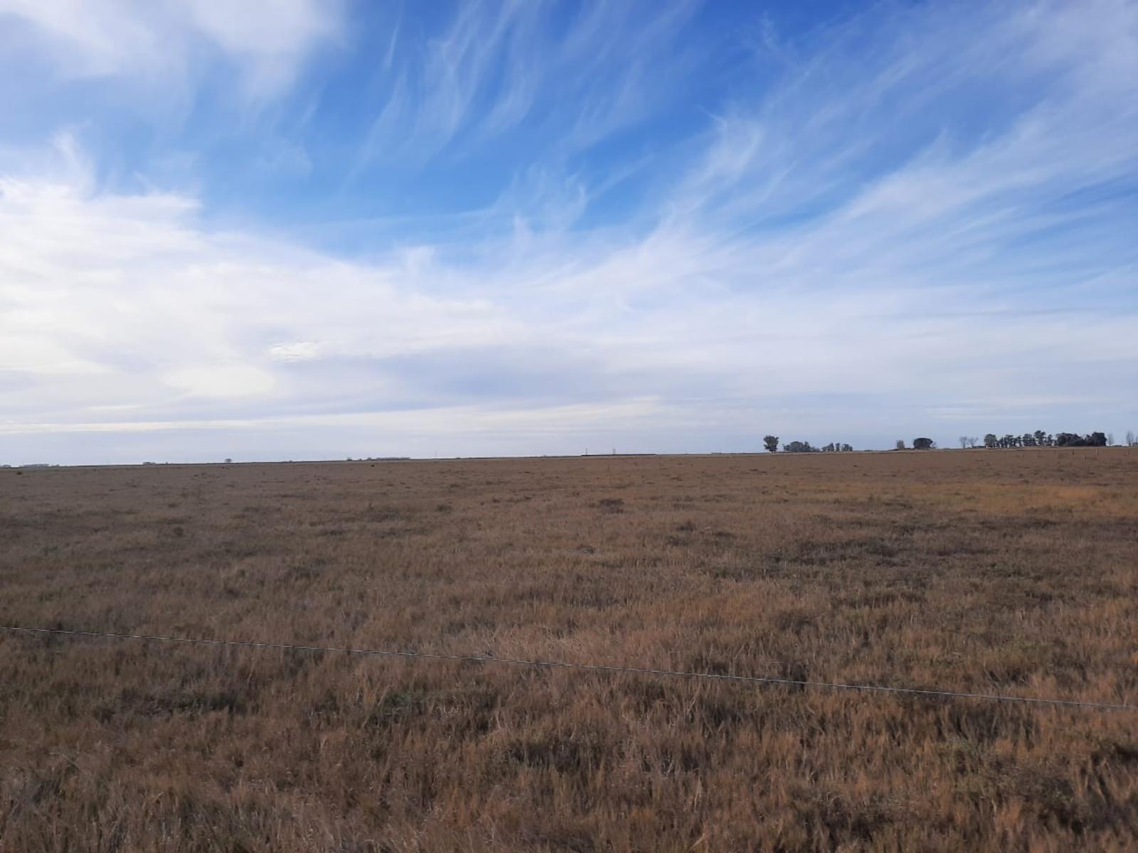 Campo mixto. 40 has.