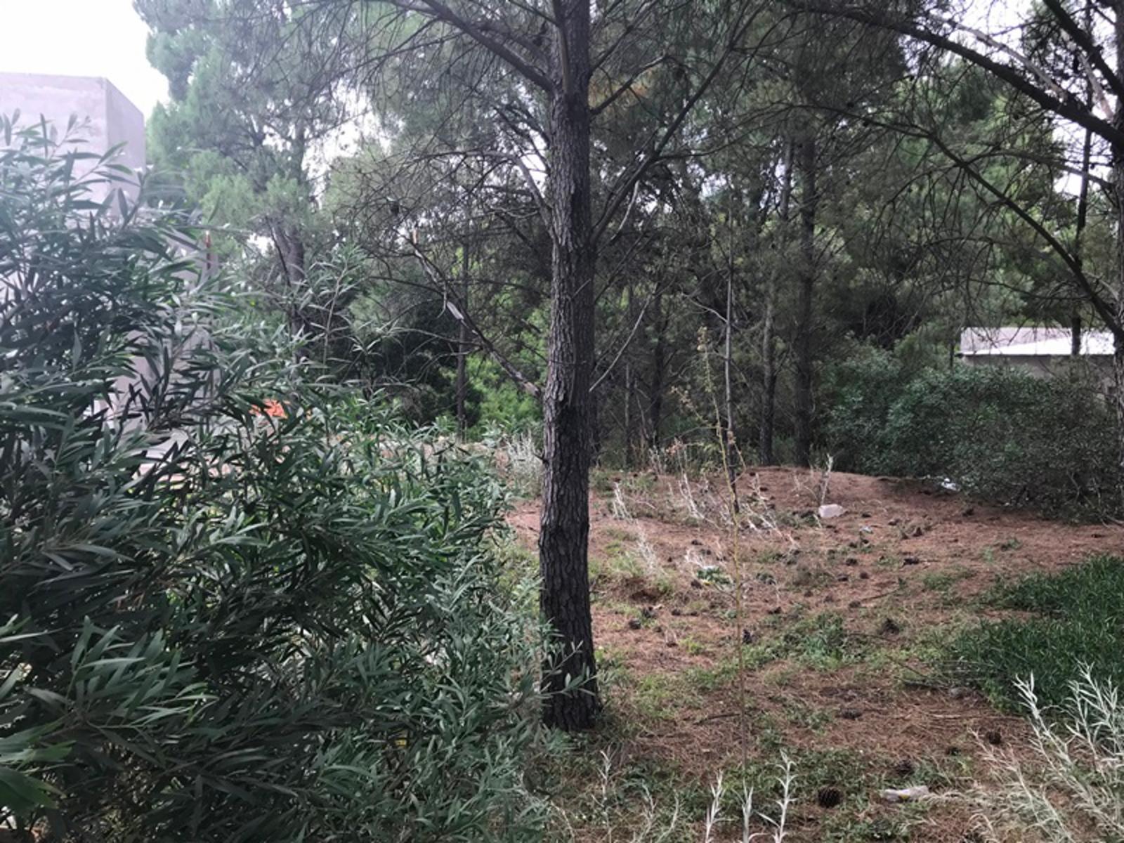 Los zorzales · Monte Hermoso — foto 3