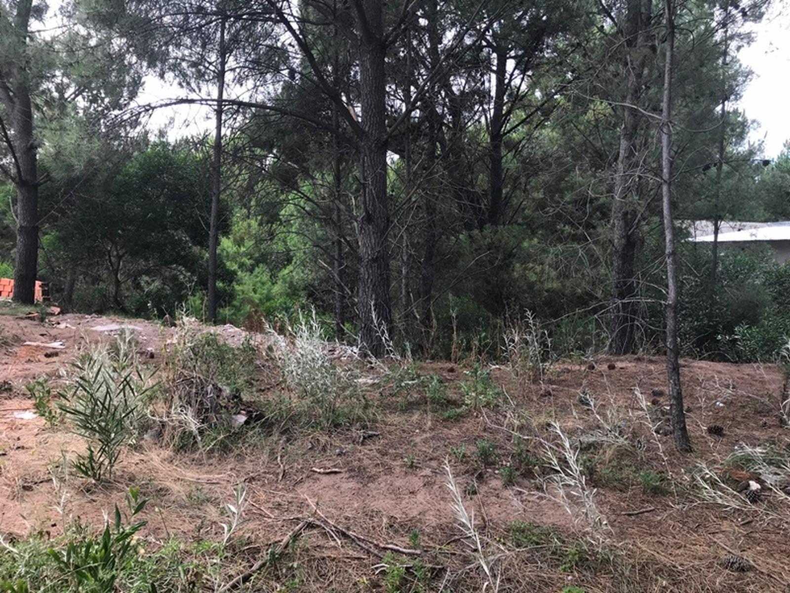 Los zorzales · Monte Hermoso — foto 8