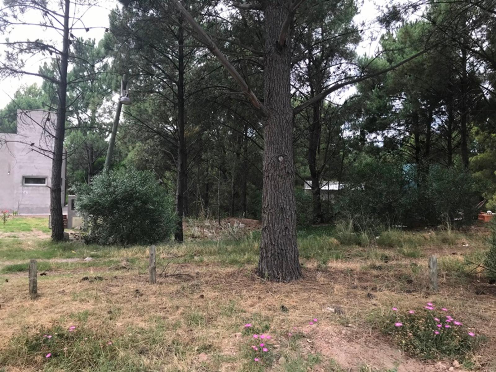 Los zorzales · Monte Hermoso — foto 10