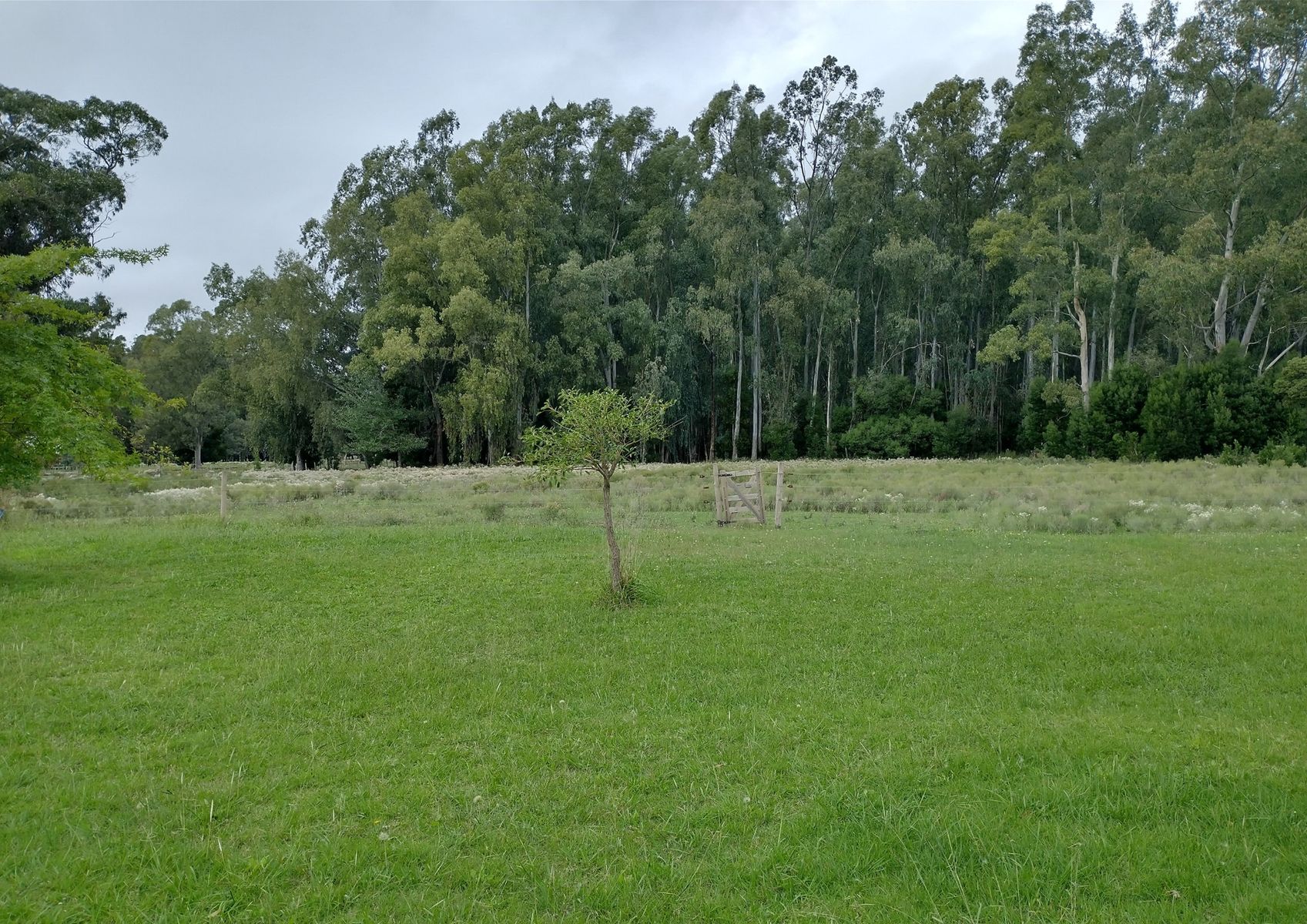 Calle Rural sin nombre · Punta Indio — foto 13
