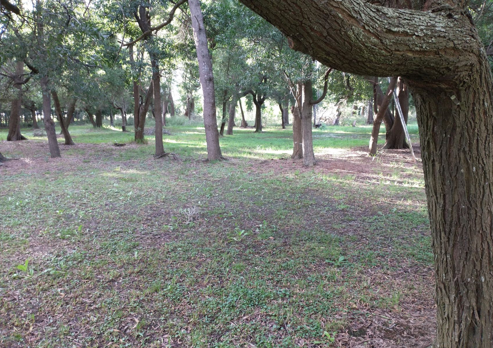 Calle Rural sin nombre · Punta Indio — foto 20