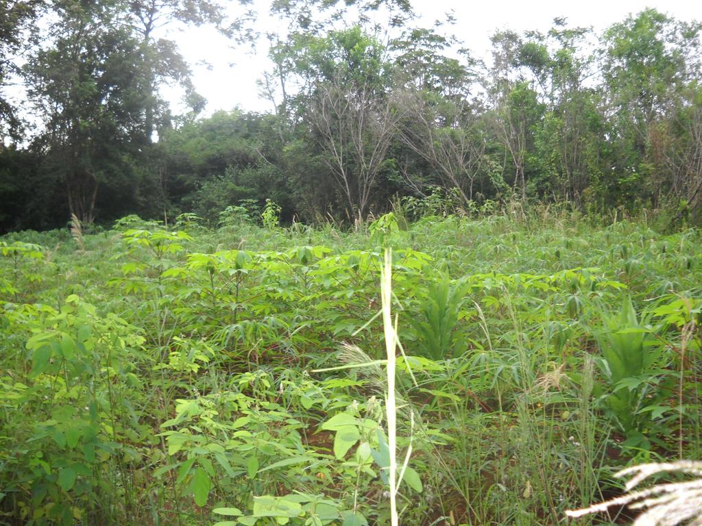 zona rural · Oberá — foto 11