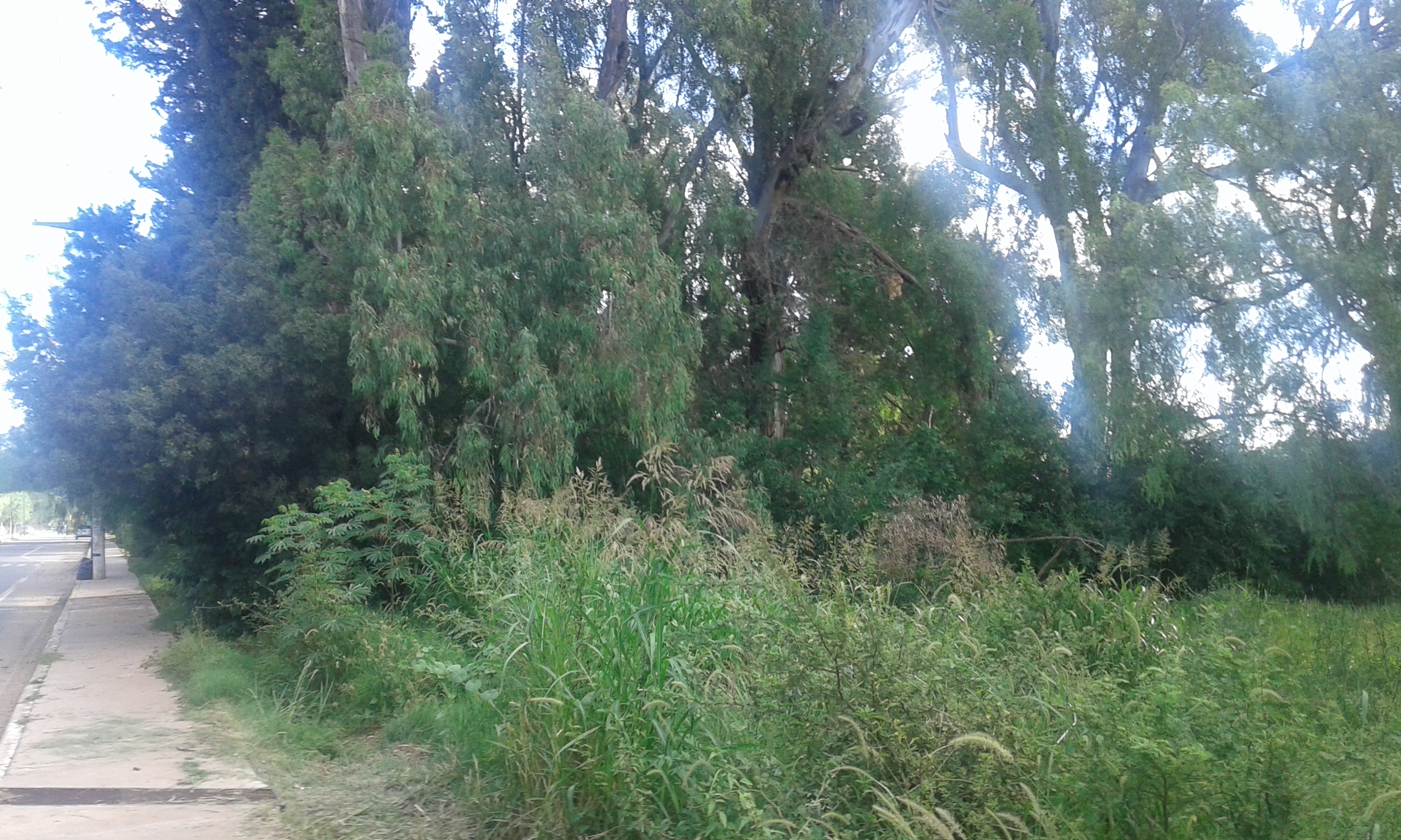 Av. Norte · Junín — foto 6