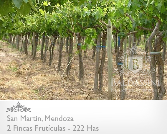 EMPRESA FRUTÍCOLA PRODUCTORA, EMPACADORA Y COMERCIALIZADORA DE UVAS DE MESA .  CON 2 FINCAS  EN MENDOZA. EMPRESA EN PLENA PRODUCCIÓN (1.000.000 KG)