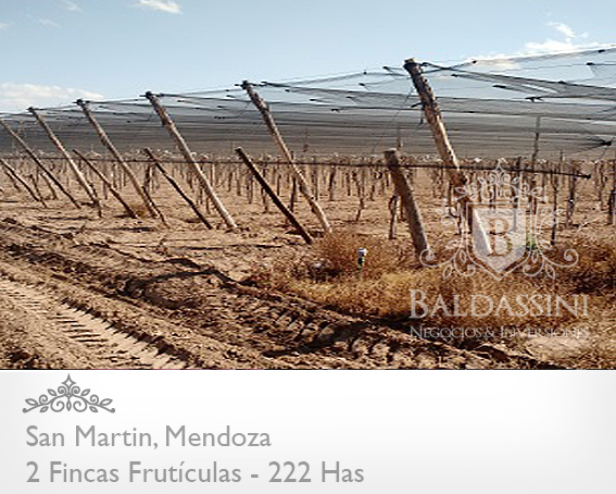 2 FINCAS FRUTÍCOLAS EN MENDOZA · San Martín — foto 5