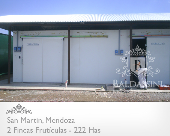 2 FINCAS FRUTÍCOLAS EN MENDOZA · San Martín — foto 6