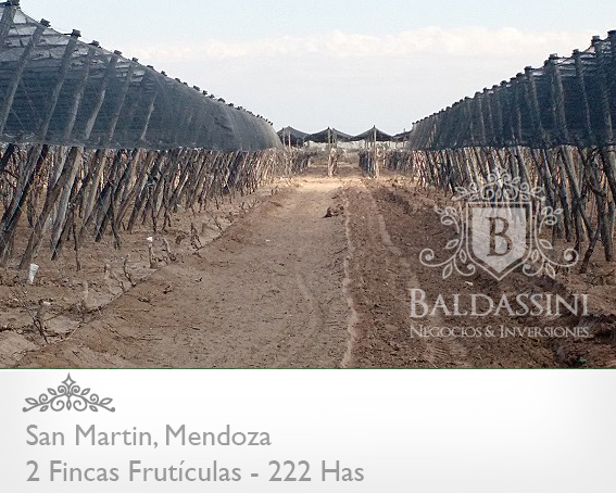 2 FINCAS FRUTÍCOLAS EN MENDOZA · San Martín — foto 7