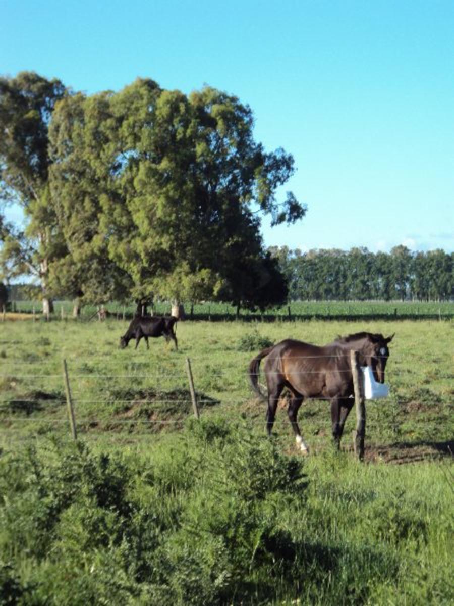 CHACRA 5 HECTÁREAS ZONA POLO OPEN DOOR MUY BUEN ACCESO RUTA 192 OPORTUNIDAD NOVOA PROPIEDADES