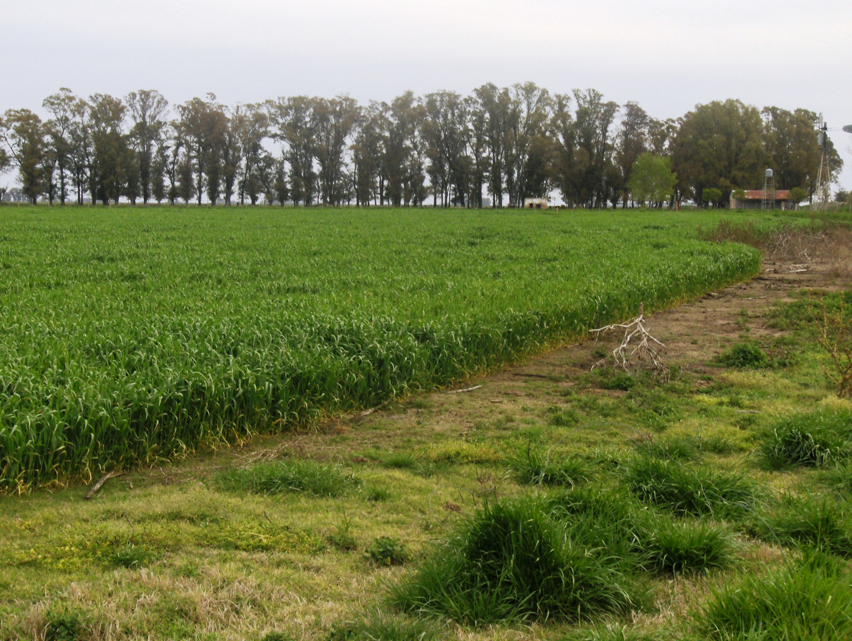 Ruta 3 km 220, a 12km de ruta · Las Flores — foto 3