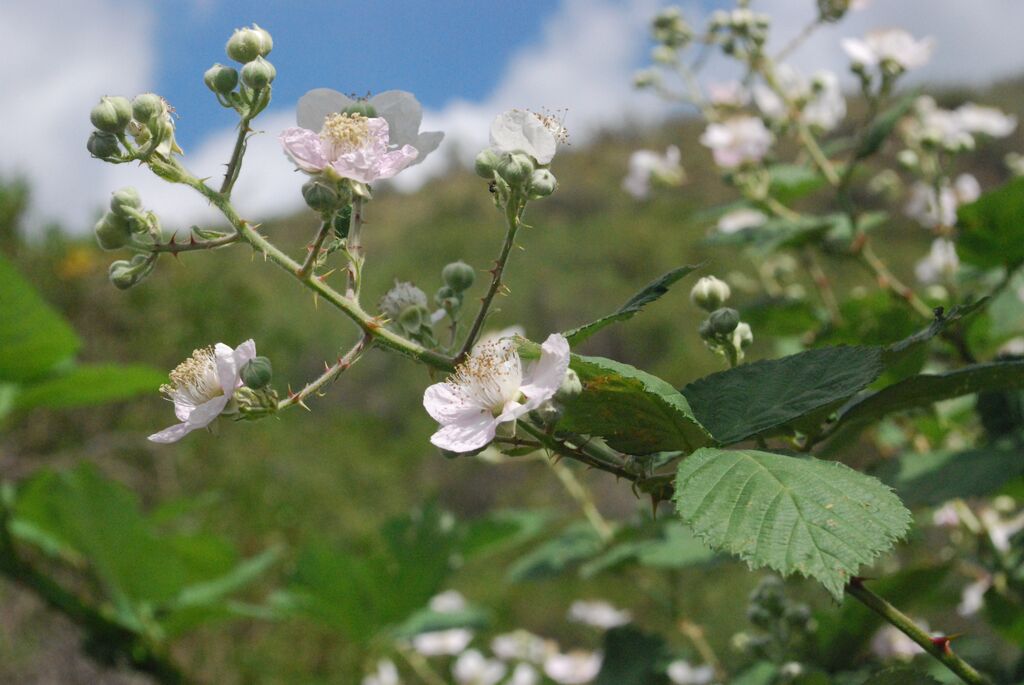 La Crucecita, Mendoza · Luján de Cuyo — foto 3