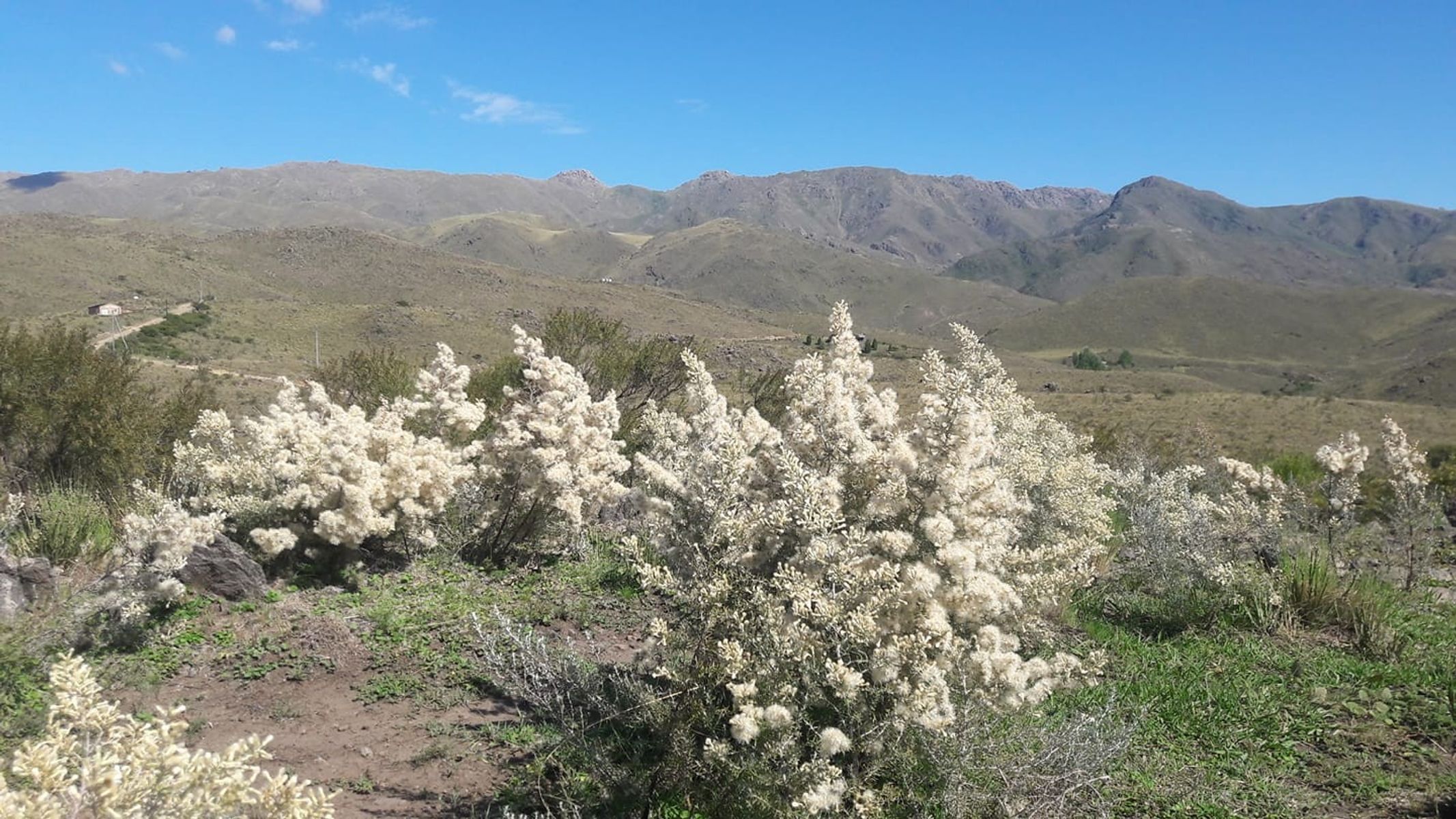 ESTANCIA ALTOS DEL DURAZNO - ESTANCIA GRANDE · Coronel Pringles — foto 7