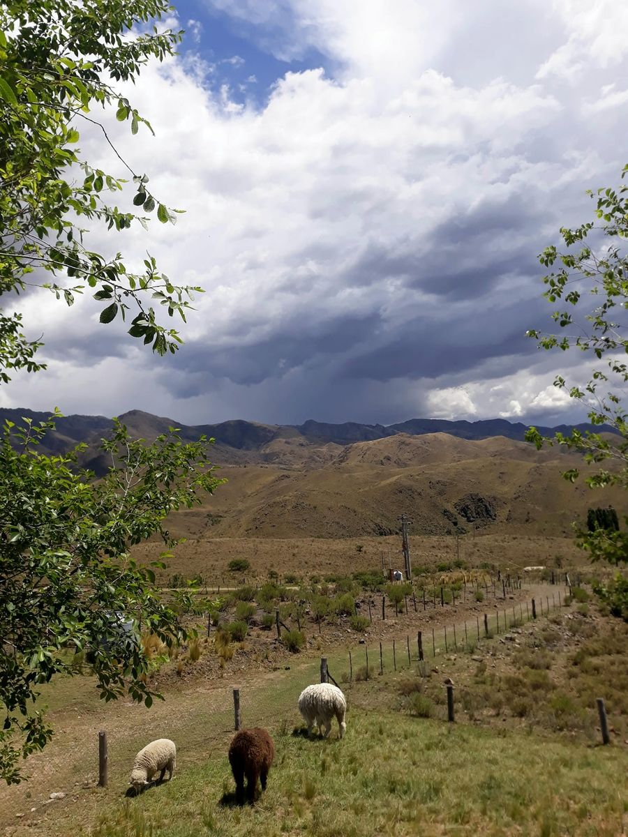ESTANCIA ALTOS DEL DURAZNO - ESTANCIA GRANDE · Coronel Pringles — foto 9