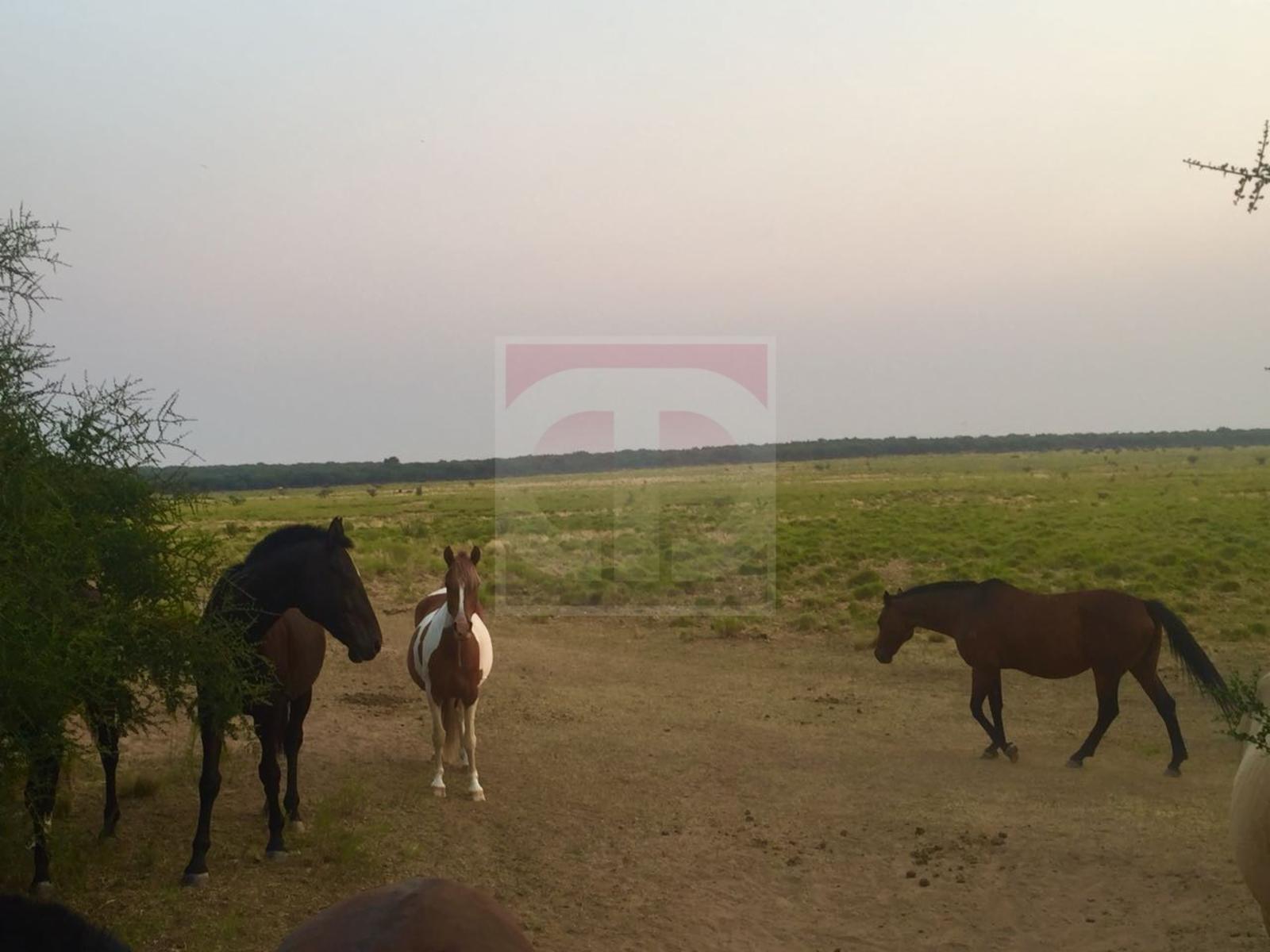 Venta lote de 2,5 hectáreas en Toay · Toay — foto 11